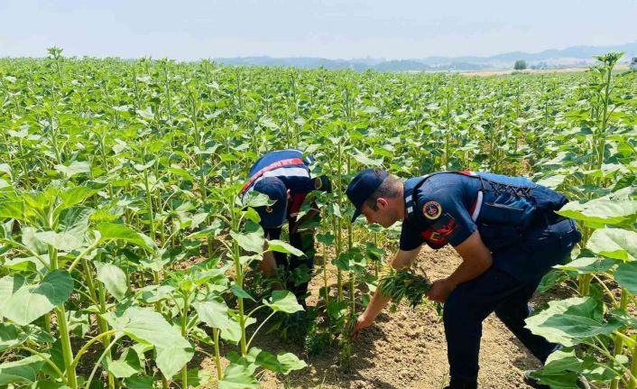 Ayçiçeği tarlalarına kenevir ekmişler