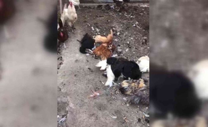 Başıboş sokak köpekleri bu kez tavukları hedef aldı