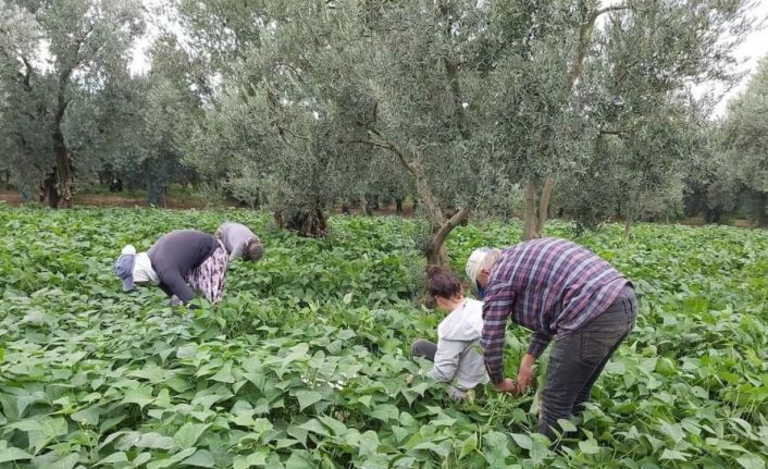 Fasulye hasadı başladı