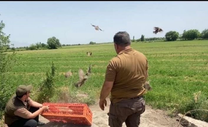 Iğdır’da doğaya 175 adet kınalı keklik bırakıldı