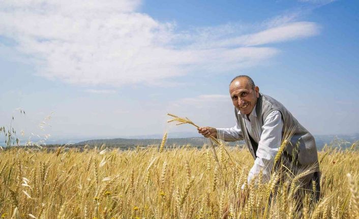 Mersin’de üreticilere kuraklığa dayanıklı buğday tohumu dağıtıldı