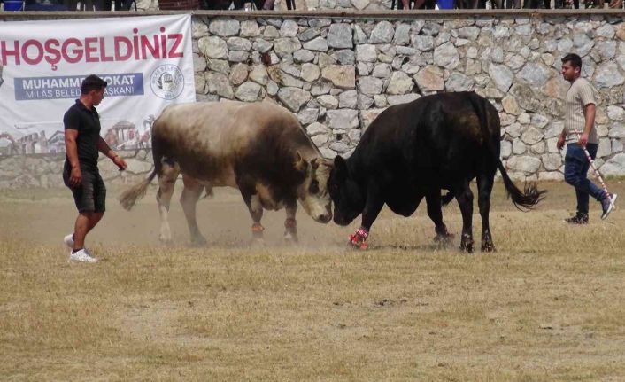 Milas’ta boğa güreşleri nefes kesti