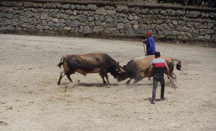 Rize’de boğalar kıyasıya yarıştı