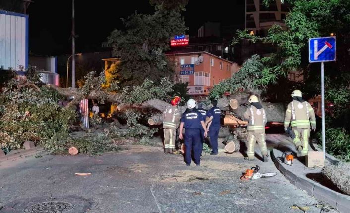 Sancaktepe’de asırlık ağaç yola devrildi