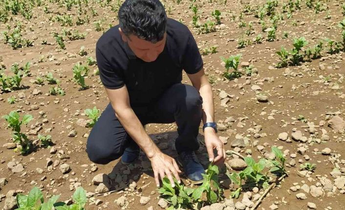 Şiddetli dolu yağışı bağ ve tütün alanlarında zarara neden oldu