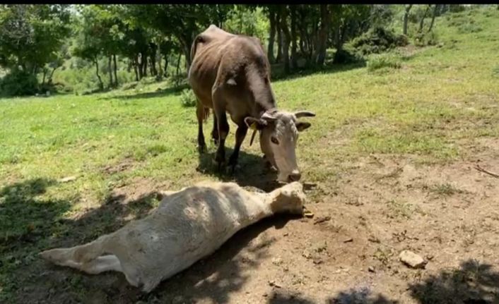 Yıldırım çarpan yavrusunun başından bira n olsun ayrılmıyor