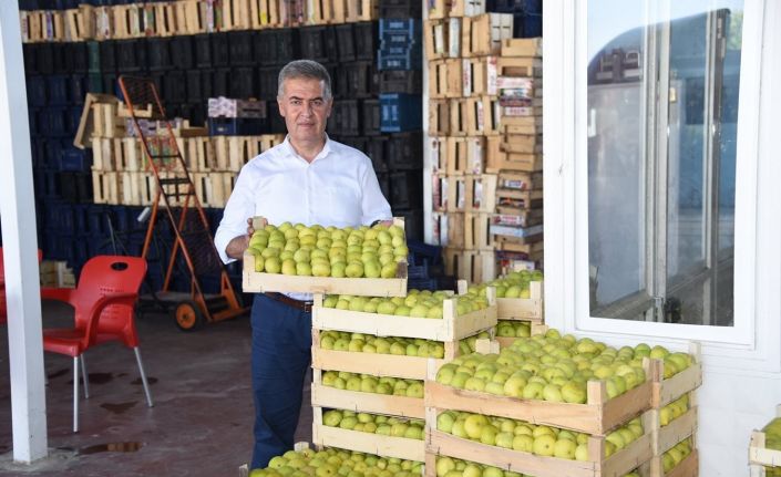 Aydın’da taze incirde hasat sezonu başladı