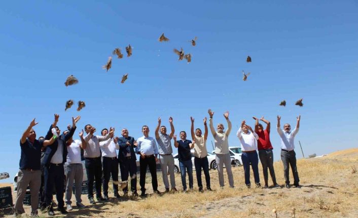 Batman’da süne ile mücadele için doğaya keklik salındı