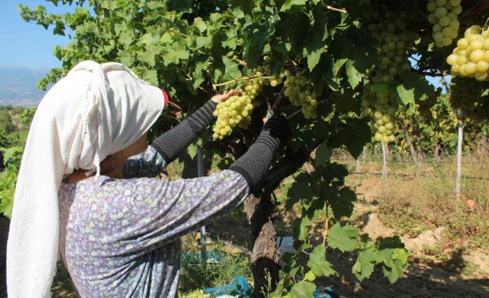 Hasat edilen üzümlerde ilk ihraç tırları yola çıktı