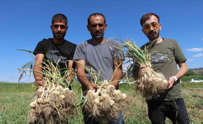 İlk kez ekimini yaptığı sarımsağı hasat etti