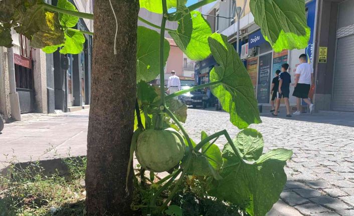 Kaldırımda yetişen kabak görenleri şaşırtıyor