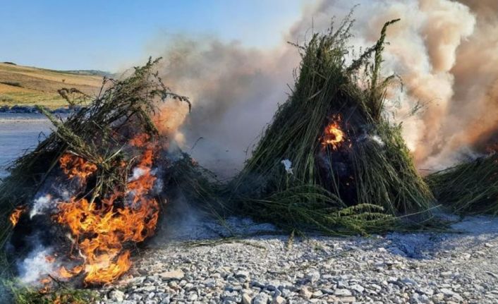 Kırklareli’nde ayçiçeği tarlasına gizlenmiş 208 bin kenevir bitkisi ele geçirildi