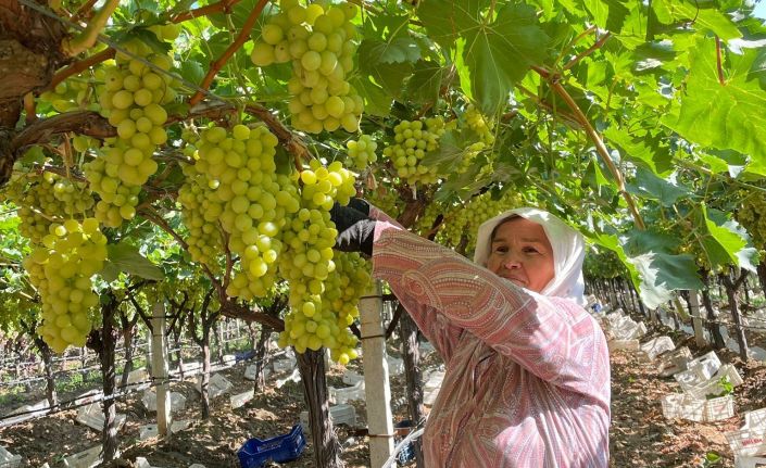 Sarıgöl’de erkenci üzüm hasadına başlandı