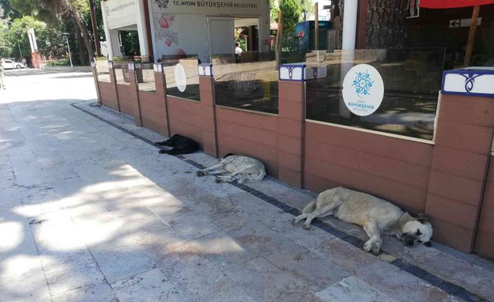 Sıcak hava insanlar kadar hayvanları da olumsuz etkiliyor