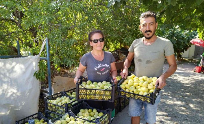 Silifke inciri Dubai ve Katar’a ihraç ediliyor