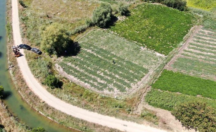 Sivas’ın Adana’sı hasat için gün sayıyor