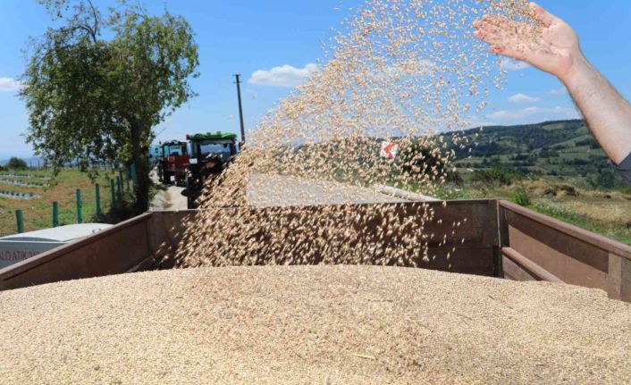 Üreticiler, ‘Nusrat’ buğday tohumundan memnun