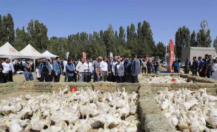 Ağrı’da 5 bin adet kaz palazı üreticiye dağıtıldı