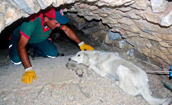 Anne köpek yavrularını terk etmedi