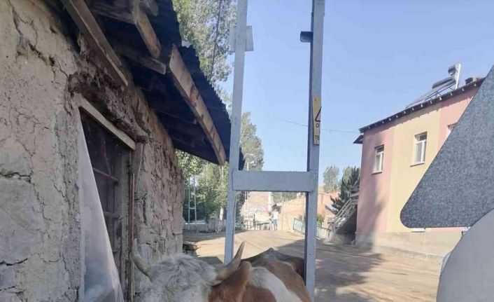 Bayburt’ta garip olay inek elektrik direğinin arasında sıkıştı