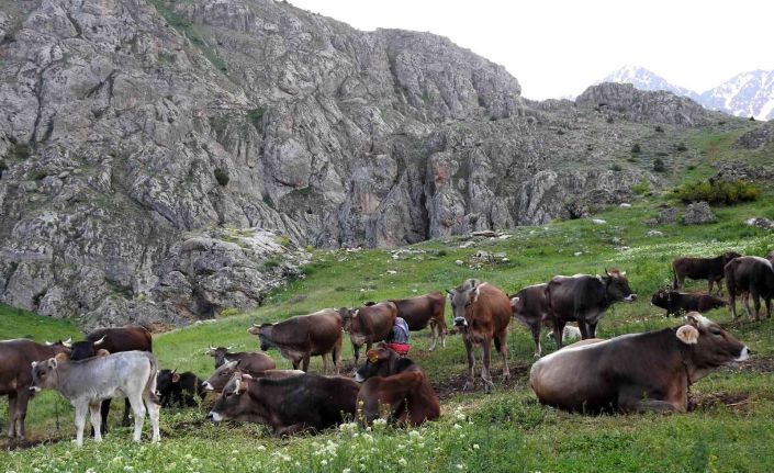 Büyükbaş hayvan sayısında düşüş