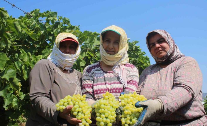 Çiftçiler üzüm taban fiyatının açıklanmasını dört gözle bekliyor