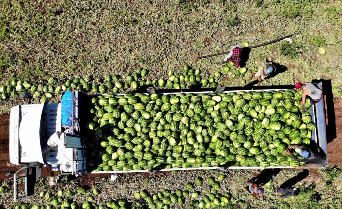 Erzincan’da hasat dönemi