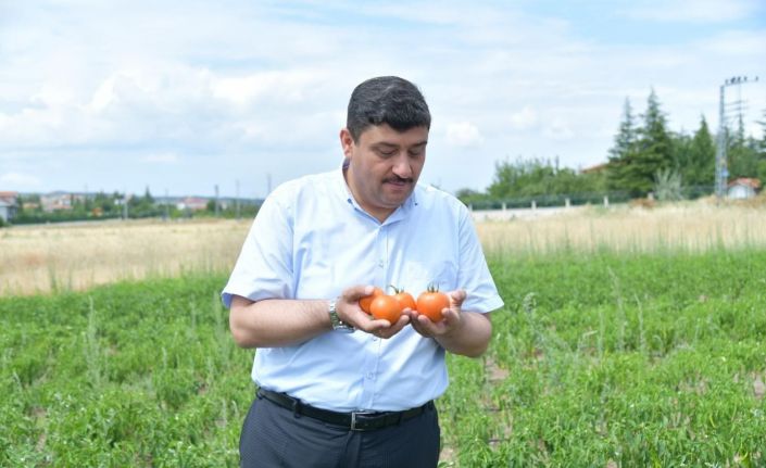 Kahramankazan Belediyesi personeli ihtiyaç sahipleri için sebze meyve yetiştirdi