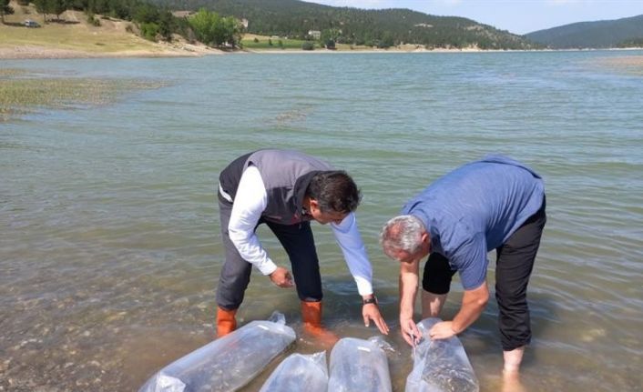 Kastamonu’da göletlere 158 bin sazan balığı bırakıldı