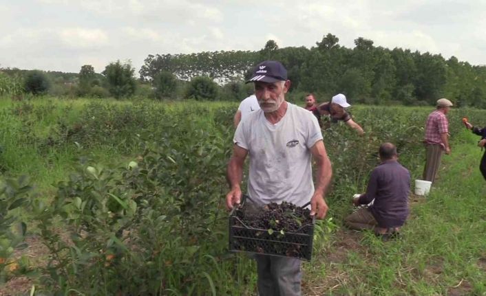 Samsun’da ‘aronia’ hasadı