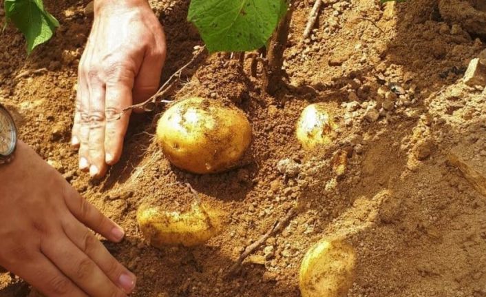 Samsun’da patates üretimi artıyor