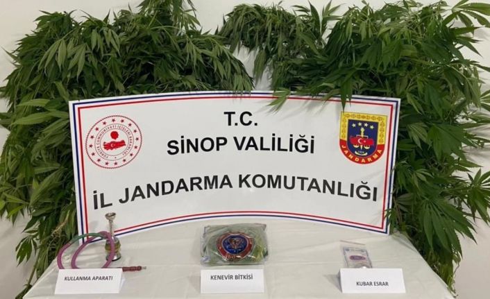 Sinop’ta uyuşturucu operasyonunda 63 kök kenevir ele geçirildi