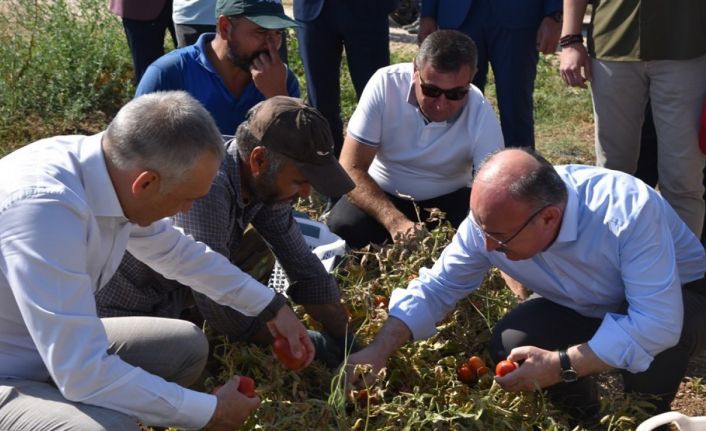 Vali Karadeniz, domates ve tütün hasadına katıldı