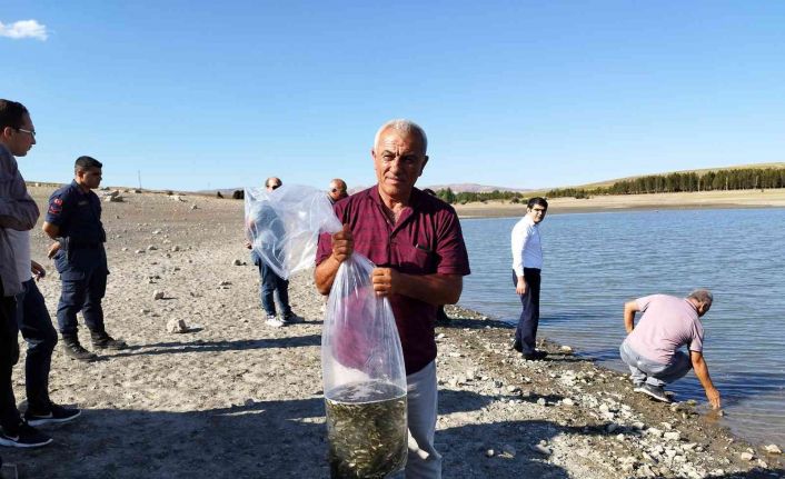 Yüz bin adet sazan yavrusu göletlere bırakıldı