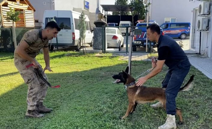 13 aylık bir sokak köpeği jandarmanın hassas burunlarından olacak