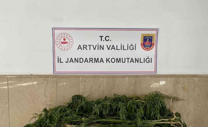 Artvin’de esrar operasyonu