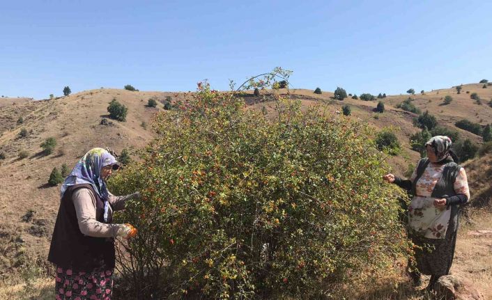 Kadınlar ürettikleri organik ürünlerle kendi markasını kurdu