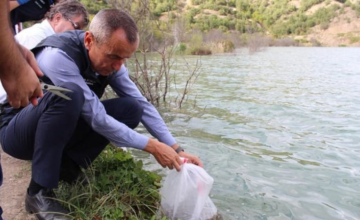 Karabük’te 20 bin yavru sazan balık gölle buluştu