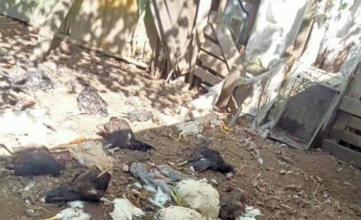 Sokak köpekleri bu kez kümese dadandı