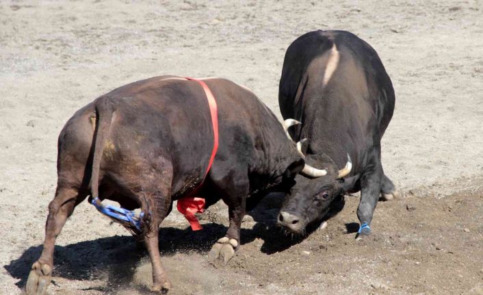 Türkiye’nin en güçlü boğaları Denizli’de arenaya çıkıyor