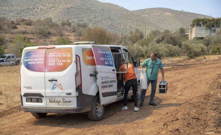 Yangın bölgesindeki hayvanlar için mama ve su bırakıldı