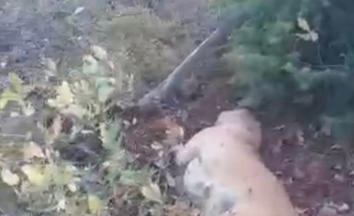 Av tüfeği ile katledilen çoban köpeği çalıların arasında bulundu