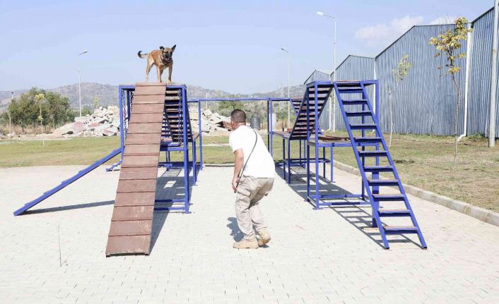 Aydın Büyükşehir Belediyesi’nin arama-kurtarma köpeği ’Zeyna’ mezun oldu