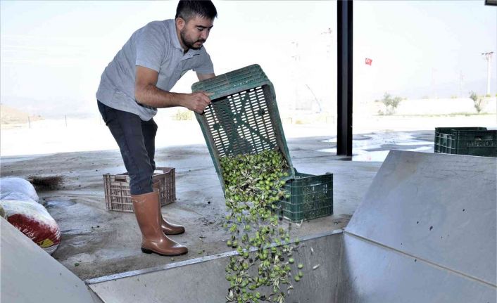 Aydın’da zeytinyağı sıkım sezonu başladı