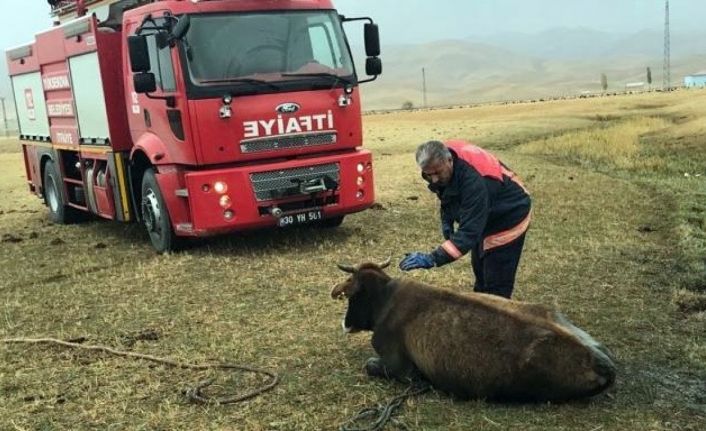 Bataklığa saplanan ineği itfaiye ekipleri kurtardı