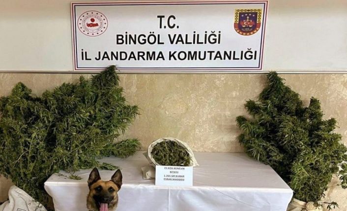 Bingöl’de bir evde 25 kök kenevir ve esrar ele geçirildi