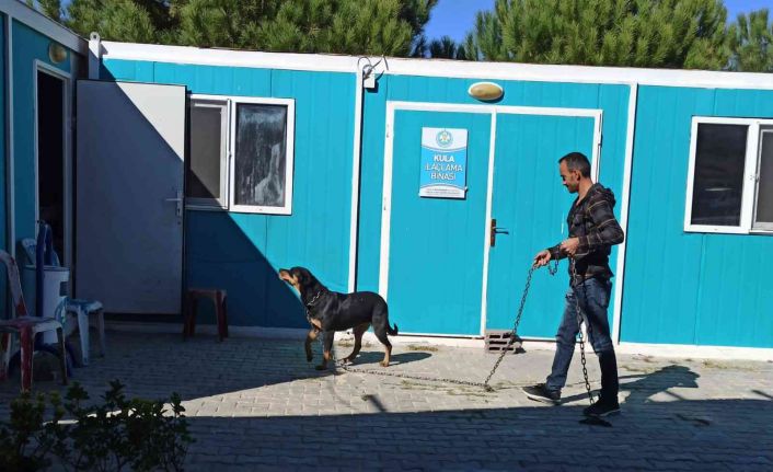 Bir sokak hayvanı daha yeni yuvasına kavuştu