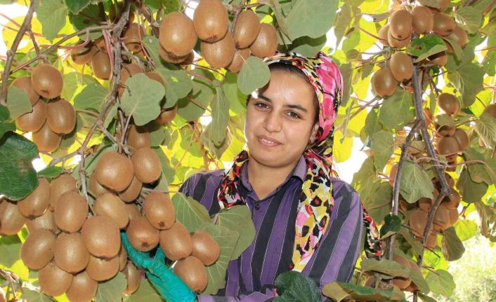 Birçok ülkeye ihraç ediliyor: Kivinin bahçede kilosu 10 TL