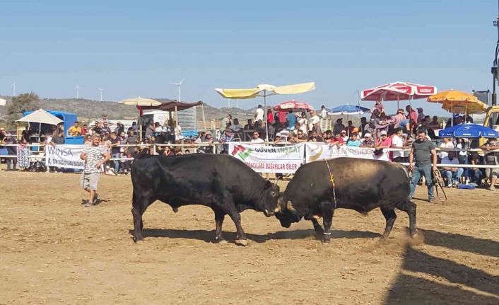 Datça’da boğa güreşleri nefes kesti