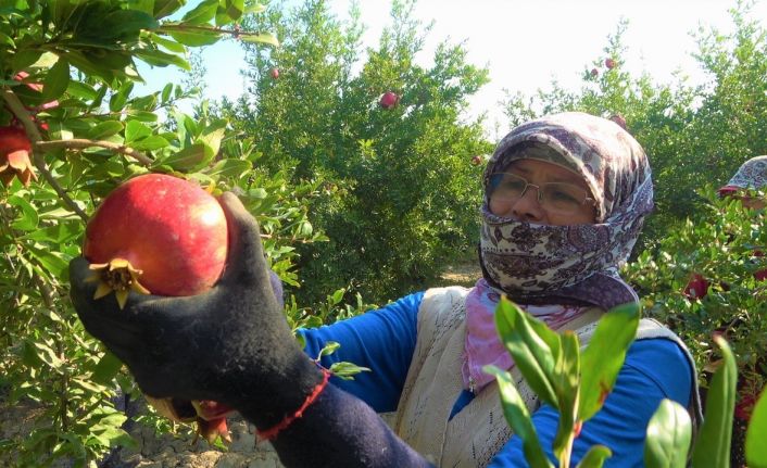 Denizli narının Avrupa’ya ihracat yolculuğu başladı